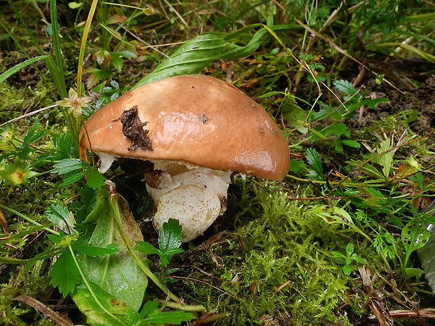 masliak obyčajný Suillus luteus (L.) Roussel