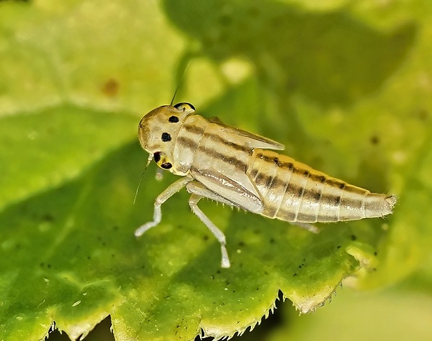 cikádka zelená Cicadella viridis nympha