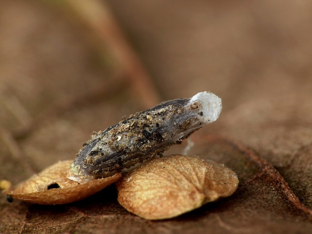 rúrkovček mrlíkový (sk) / pouzdrovníček (cz) Coleophora adspersella Benander, 1939