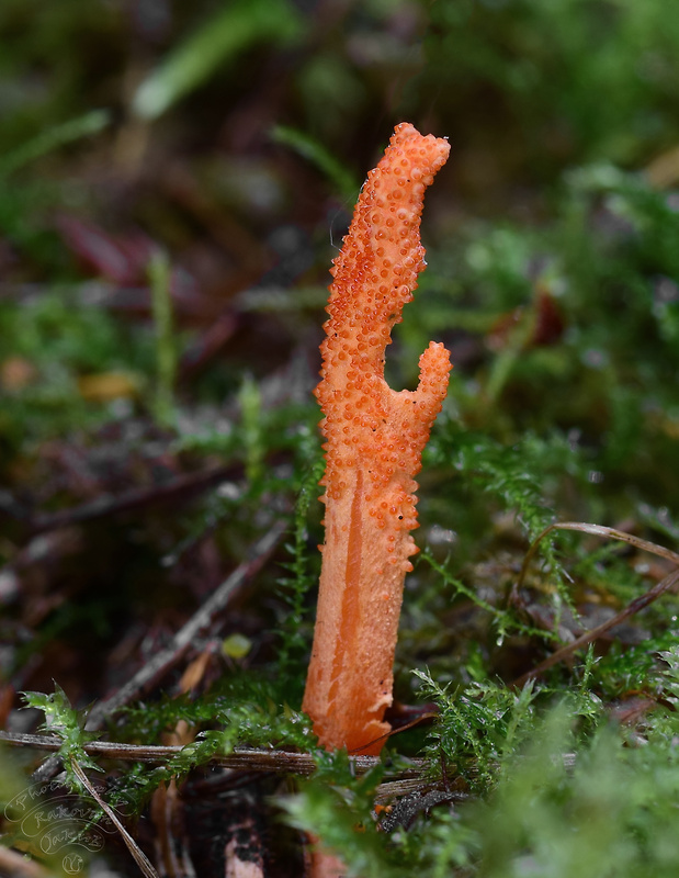 žezlovka hmyzová Cordyceps militaris (Fr.) Link