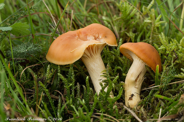 lúčnica statná Cuphophyllus pratensis (Fr.) Bon