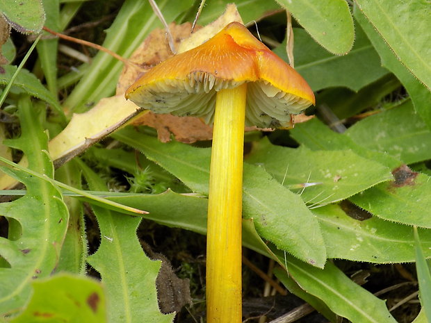 lúčnica kužeľovitá Hygrocybe conica (Schaeff.) P. Kumm.