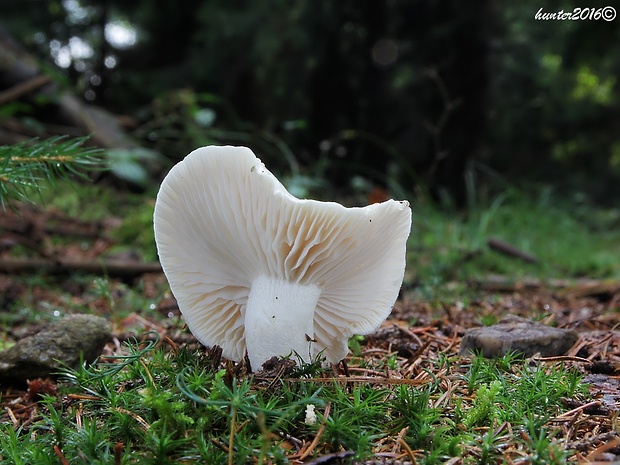 šťavnačka mydlová Hygrophorus cossus (Sowerby) Fr.