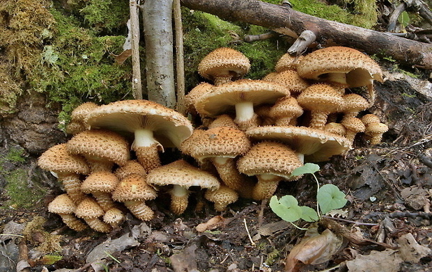 šupinovka šupinatá Pholiota squarrosa (Vahl) P. Kumm.