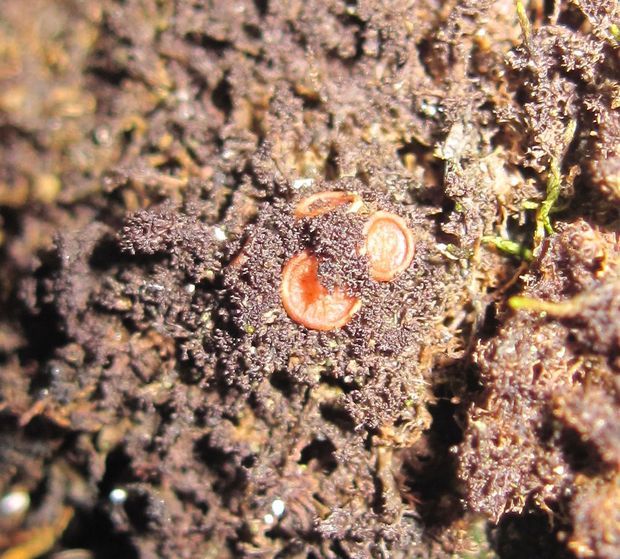 napúchavec lalôčkatý Scytinium lichenoides (L.) Otálora, P.M. Jørg. & Wedin