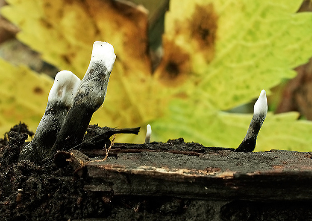 drevnatec Xylaria sp.