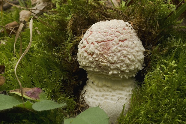 muchotrávka červená Amanita muscaria (L.) Lam.