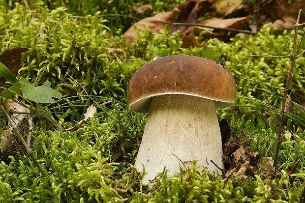 hríb smrekový Boletus edulis Bull.