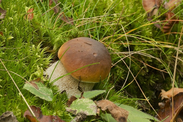 hríb smrekový Boletus edulis Bull.