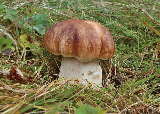 hríb smrekový Boletus edulis Bull.