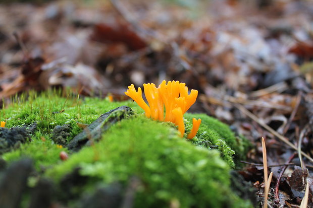 parôžkovec lepkavý Calocera viscosa (Pers.) Fr.