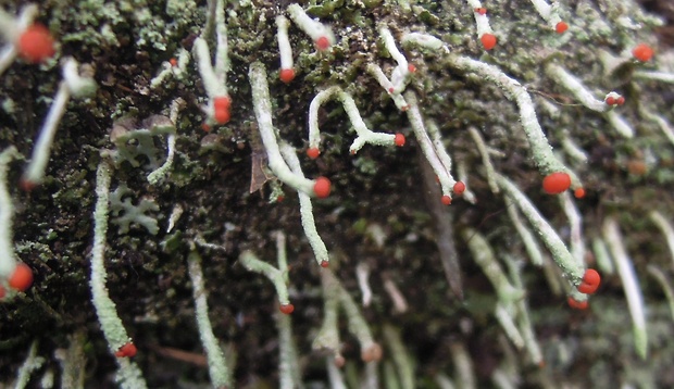 dutohlávka červenoplodá Cladonia macilenta Hoffm.