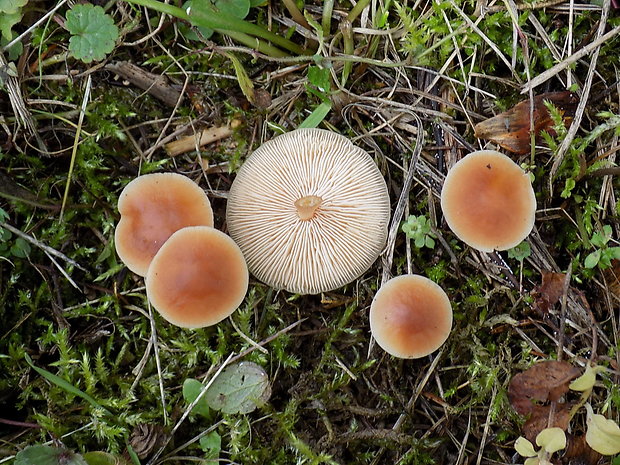 peniazovka Collybia sp.