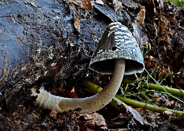 hnojník strakatý Coprinopsis picacea (Bull.) Redhead, Vilgalys & Moncalvo