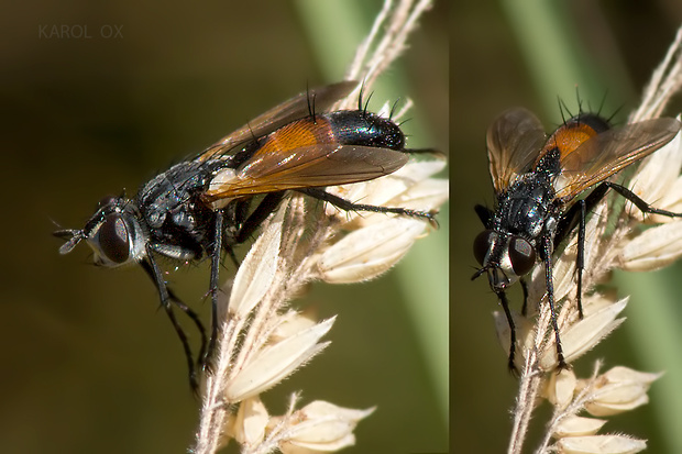 bystruša Cylindromyia brassicaria