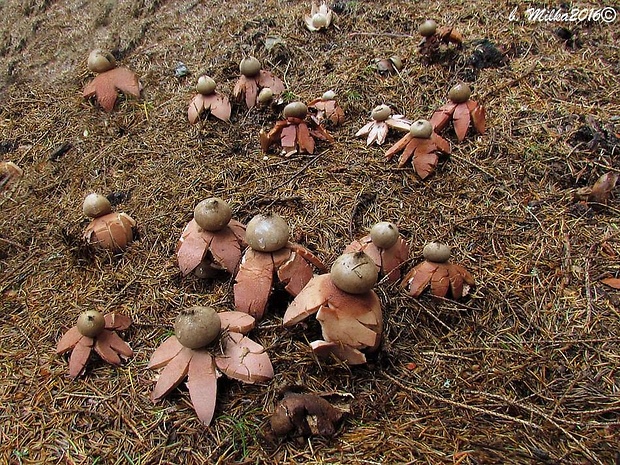 hviezdovka červenkastá Geastrum rufescens Pers.