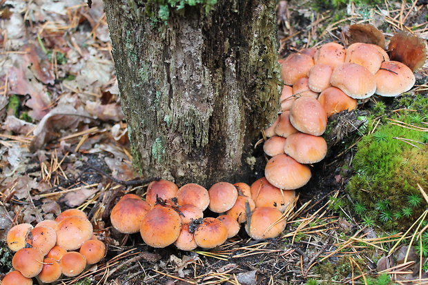 strapcovka Hypholoma sp.