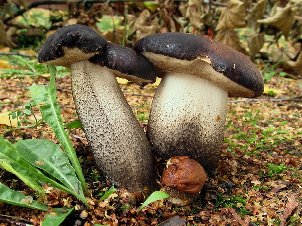 kozák brezový Leccinum scabrum (Bull.) Gray