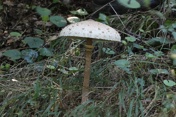 bedľa vysoká Macrolepiota procera (Scop.) Singer