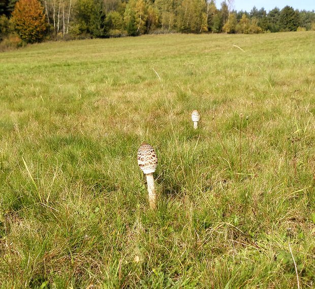 bedľa vysoká Macrolepiota procera (Scop.) Singer