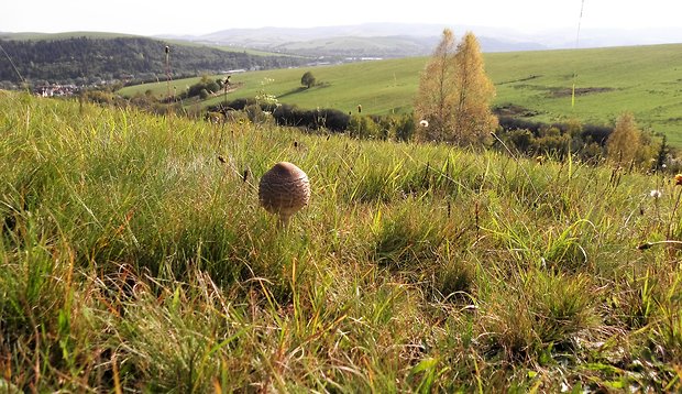 bedľa vysoká Macrolepiota procera (Scop.) Singer