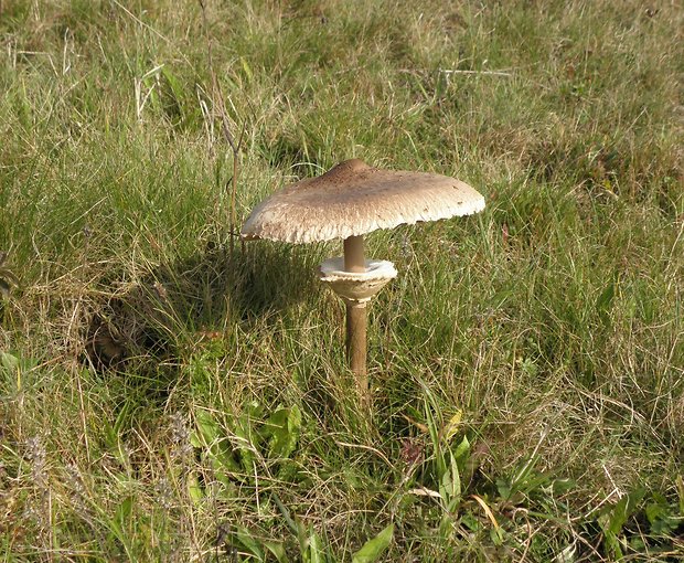 bedľa vysoká Macrolepiota procera (Scop.) Singer