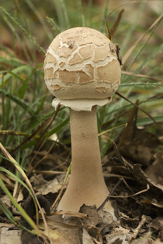 bedľa Macrolepiota sp.