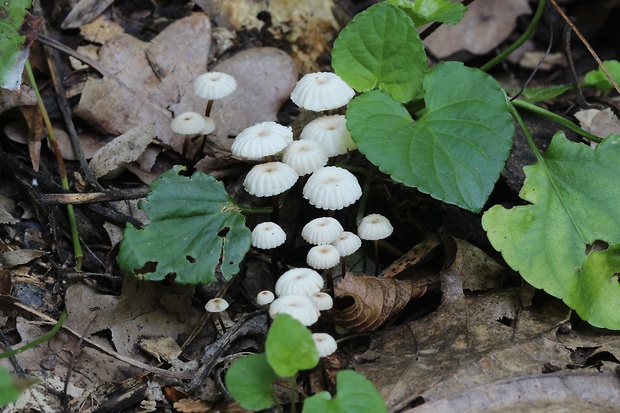 tanečnica Bulliardova Marasmius bulliardii Quél.