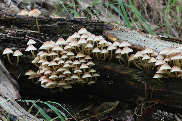 prilbička žltohlúbiková Mycena renati Quél.