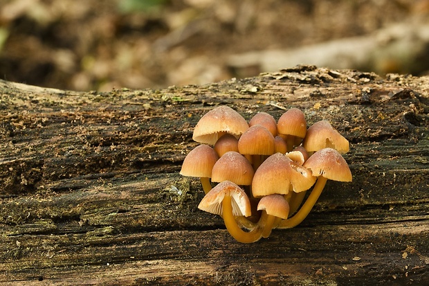 prilbička žltohlúbiková Mycena renati Quél.