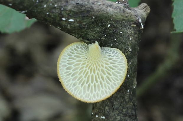 trúdnik veľkopórový Neofavolus alveolaris (DC.) Sotome & T. Hatt.