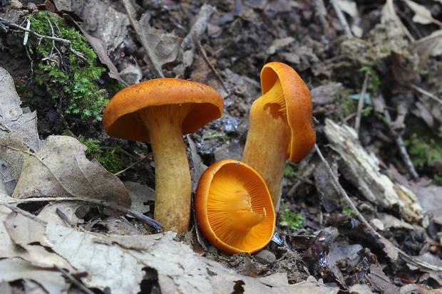 kališník hnedooranžový Omphalotus olearius (DC.) Singer