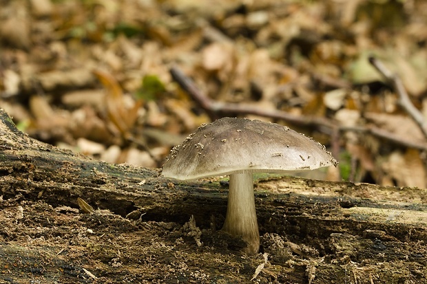 štítovka jelenia Pluteus cervinus (Schaeff.) P. Kumm.