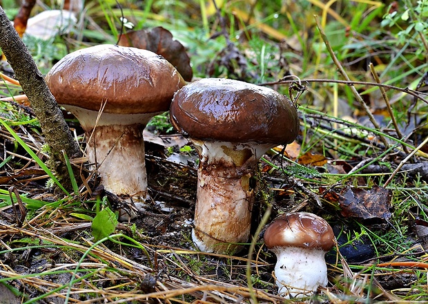 masliak obyčajný Suillus luteus (L.) Roussel