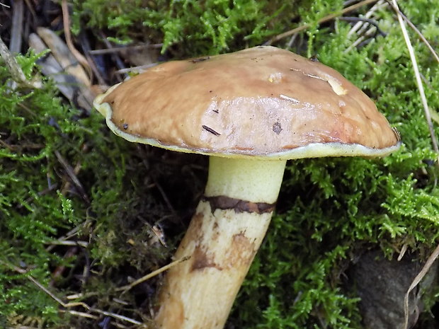 masliak Suillus sp.