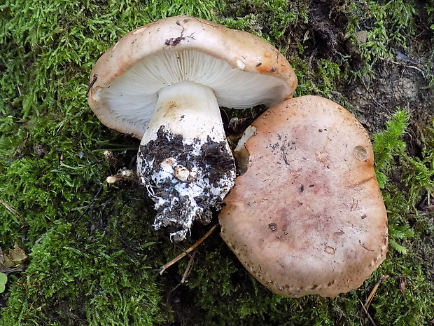 čírovka topoľová Tricholoma populinum J.E. Lange