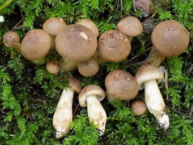 čírovka škridlicovitá Tricholoma vaccinum (Schaeff.) P. Kumm.