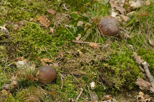 Biotop hríba smrekového