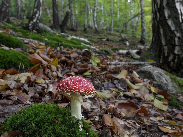 muchotrávka červená Amanita muscaria (L.) Lam.