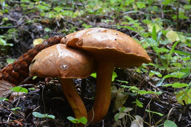 meďovec korenistý Chalciporus piperatus (Bull.) Bataille