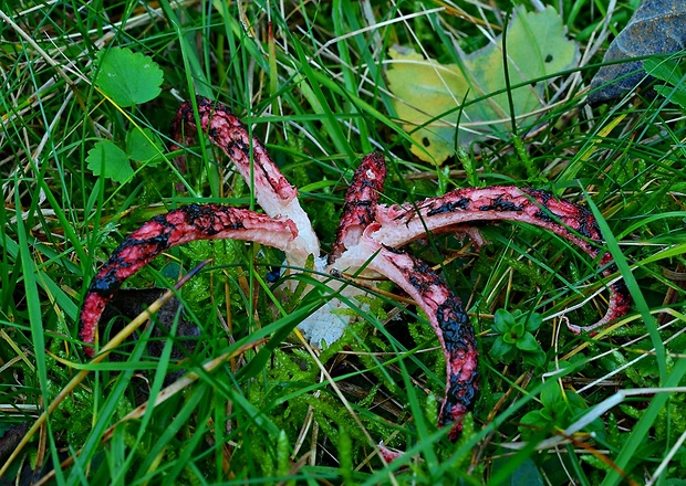 mrežovka kvetovitá Clathrus archeri (Berk.) Dring