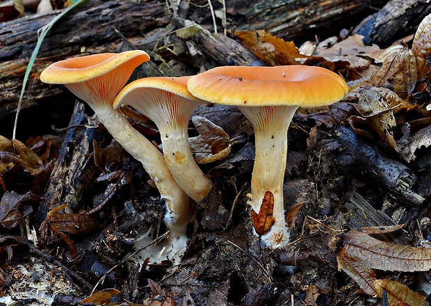 strmuľka lievikovitá Clitocybe gibba (Pers.) P. Kumm.