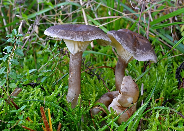 strmuľka Clitocybe sp.