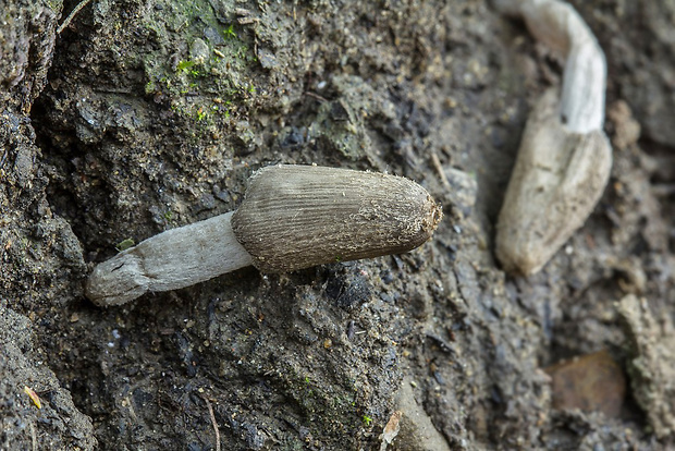 hnojník Coprinus sp.