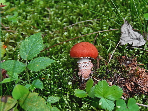 zrnivka rumelková Cystodermella cinnabarina (Alb. & Schwein.) Harmaja