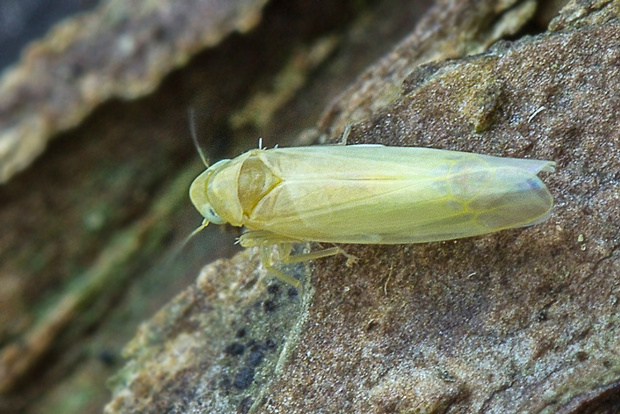 cikádočka lúčna  Emelyanoviana mollicula