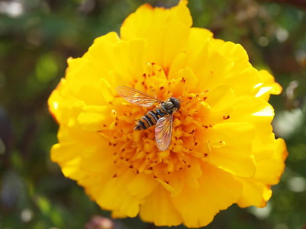 pestrica pruhovaná Episyrphus balteatus