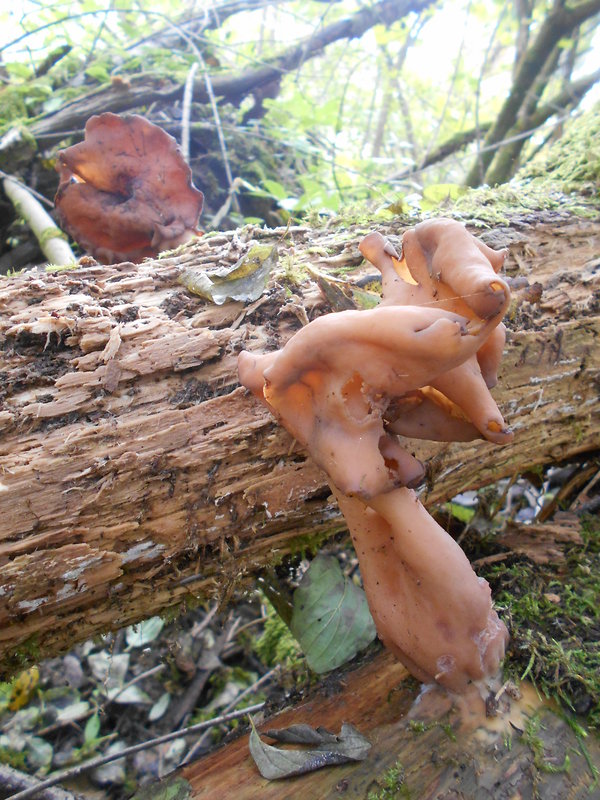 ušiak mitrovitý Gyromitra infula (Schaeff.) Quél.