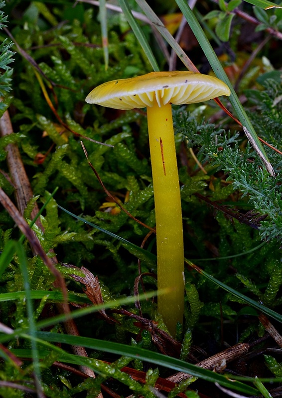 lúčnica citrónovožltá Hygrocybe chlorophana (Fr.) Wünsche