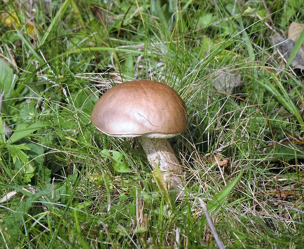 kozák osikový Leccinum albostipitatum den Bakker & Noordel.